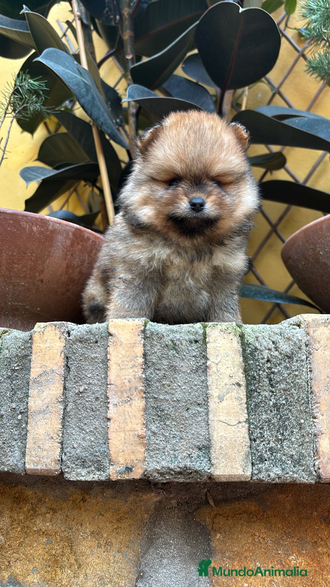 Pomerania perros en venta: Pomerania Lulu línea rusa - Anuncio 2