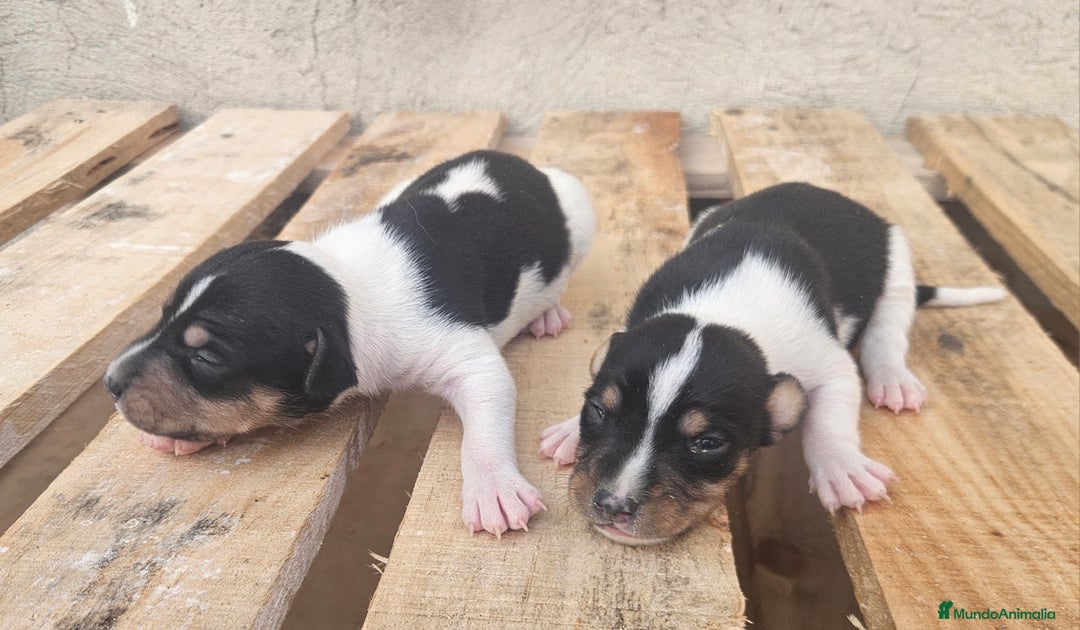 Gos Rater Valencià perros en venta: Ratoneros valencianos - Anuncio 2