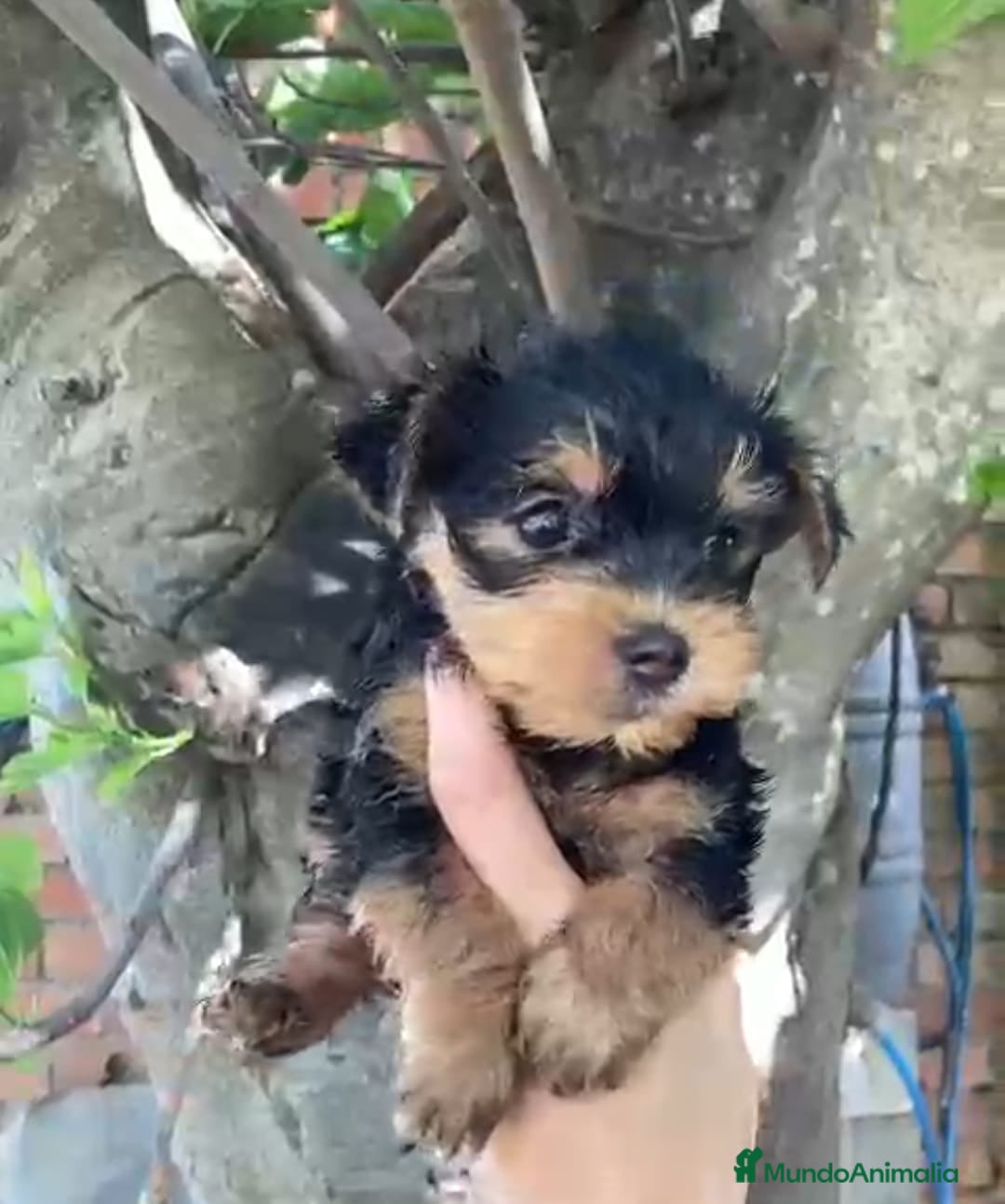 Yorkshire Terrier perros Yorkshire machos y hembra  en Granada - Anuncio 33