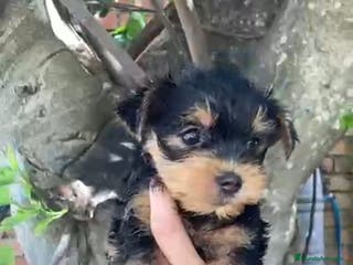 Yorkshire Terrier perros Yorkshire machos y hembra en Granada - Anuncio 12
