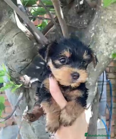 Yorkshire Terrier perros en Granada - Anuncio 4