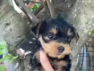 Yorkshire Terrier perros Yorkshire machos y hembra en Granada - Anuncio 5