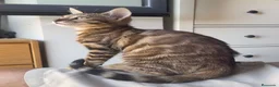 Bengalí gatos en venta: Gata Bengalí – Alta Genética y Crianza Premium - Anuncio 6