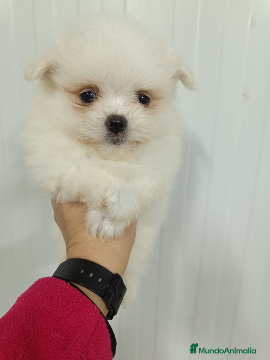Raza Mixta perros en venta: Pomerania mix bichon - Anuncio 5