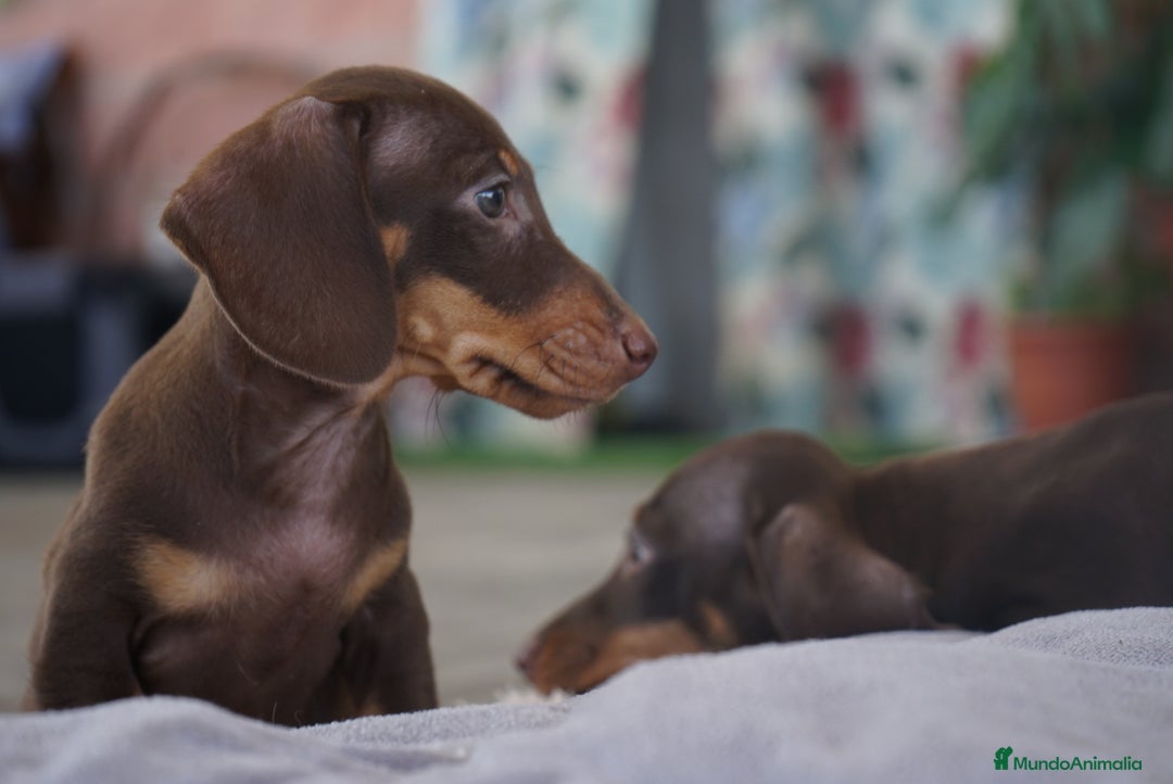 Teckel Miniatura perros en venta: ✨ Cacao & Bongo ✨ - Imagen 14