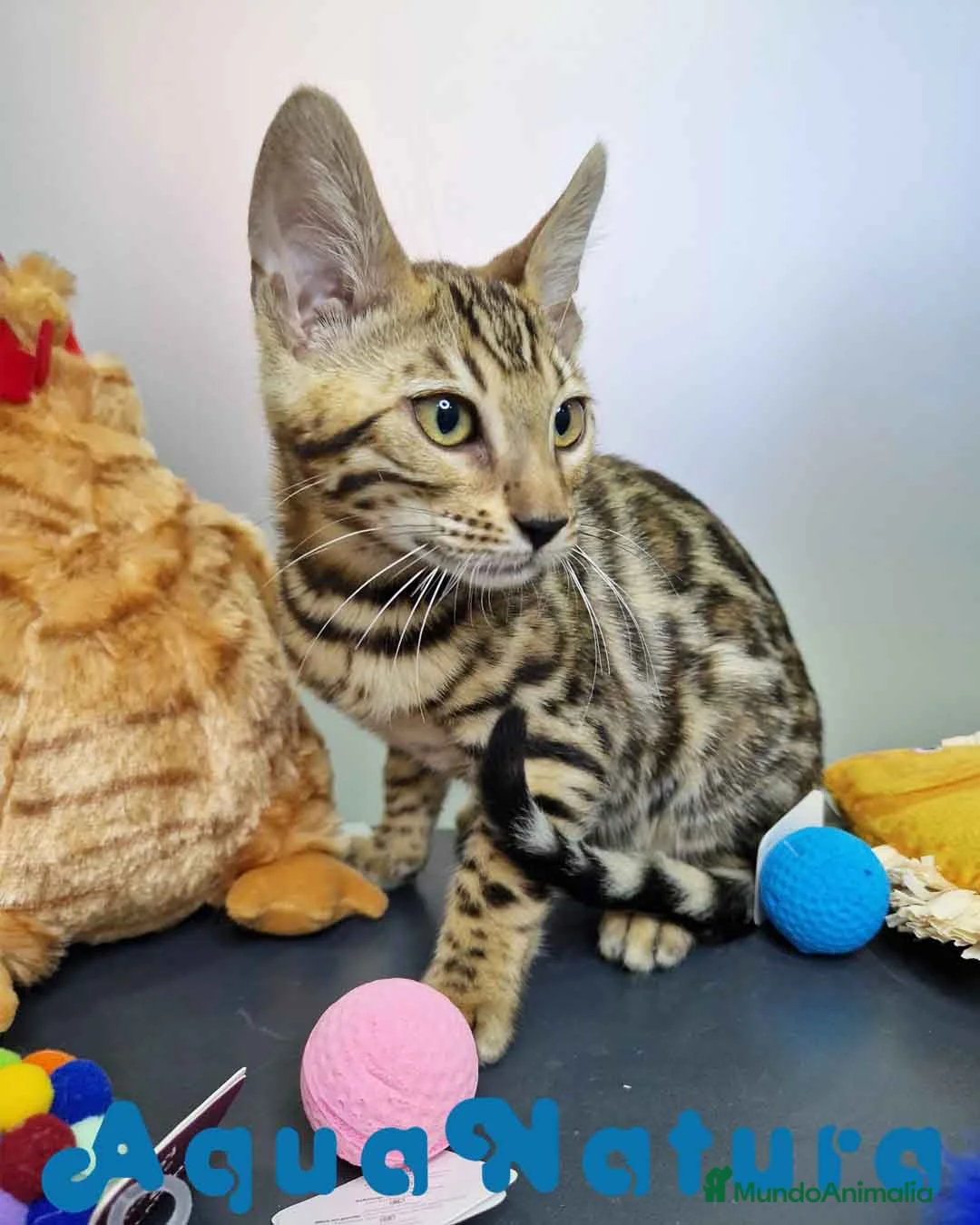 Bengalí gatos en venta: Bengali Hembra 4611 AQUANATURA - Anuncio 5