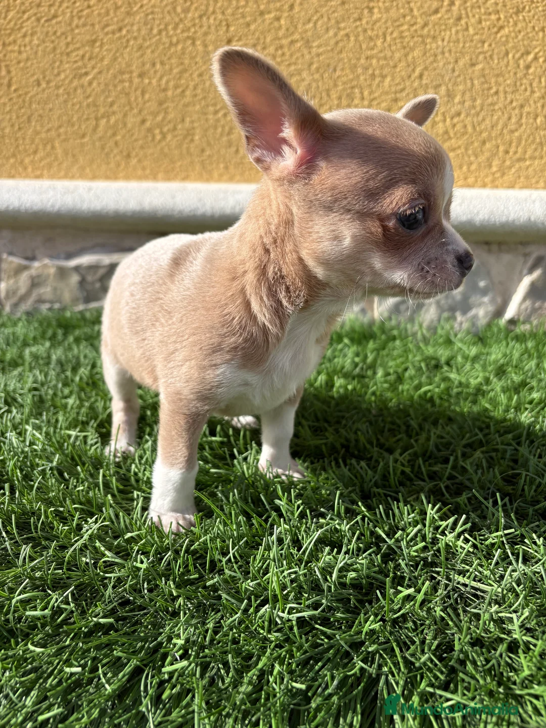 Chihuahua perros en venta: Chihuahua macho marrón blue ojos azules - Anuncio 6