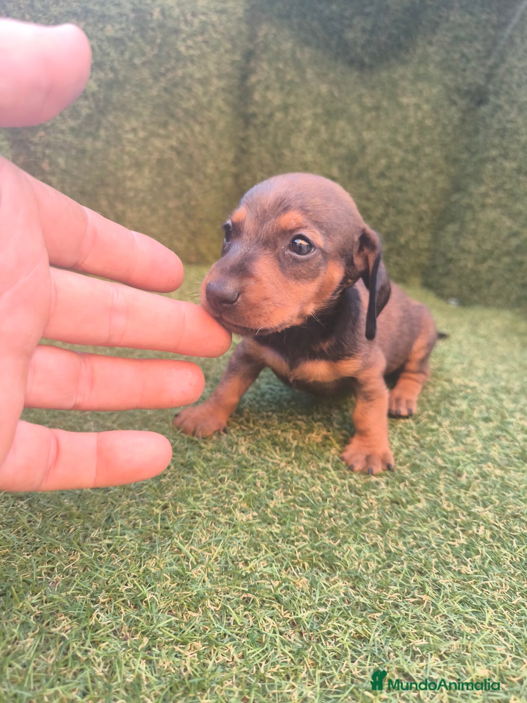 Teckel perros en venta: camada teckel canichen varios colores  - Imagen 1