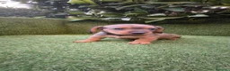 Teckel Miniatura perros en venta: teckel miniatura  - Anuncio 21
