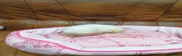 Bichón Maltés perros en venta: BICHON MALTES  - Anuncio 3
