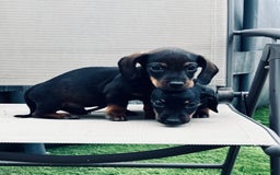 Teckel Miniatura perros en venta: Cachorritos de teckel - Imagen 2