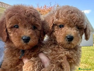 Caniche Enano perros CANICHE ENANO - Anuncio 1