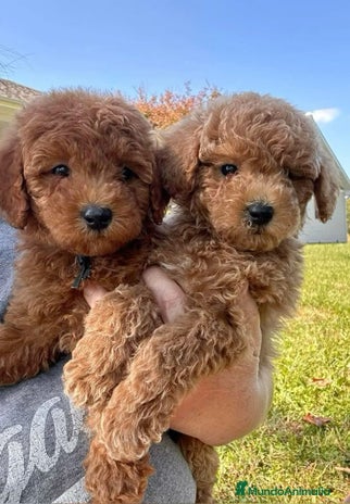 Caniche Enano perros CANICHE ENANO - Anuncio 1