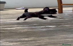 Chihuahua perros en venta: 🌟 Merlé, chocolate y elegancia total 🍫 - Imagen 1