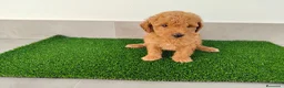 Caniche Toy perros en venta: Caniches toy - Anuncio 18