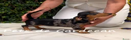 Teckel perros en venta: TECKEL HEMBRA ARLEQUÍN - Anuncio 1