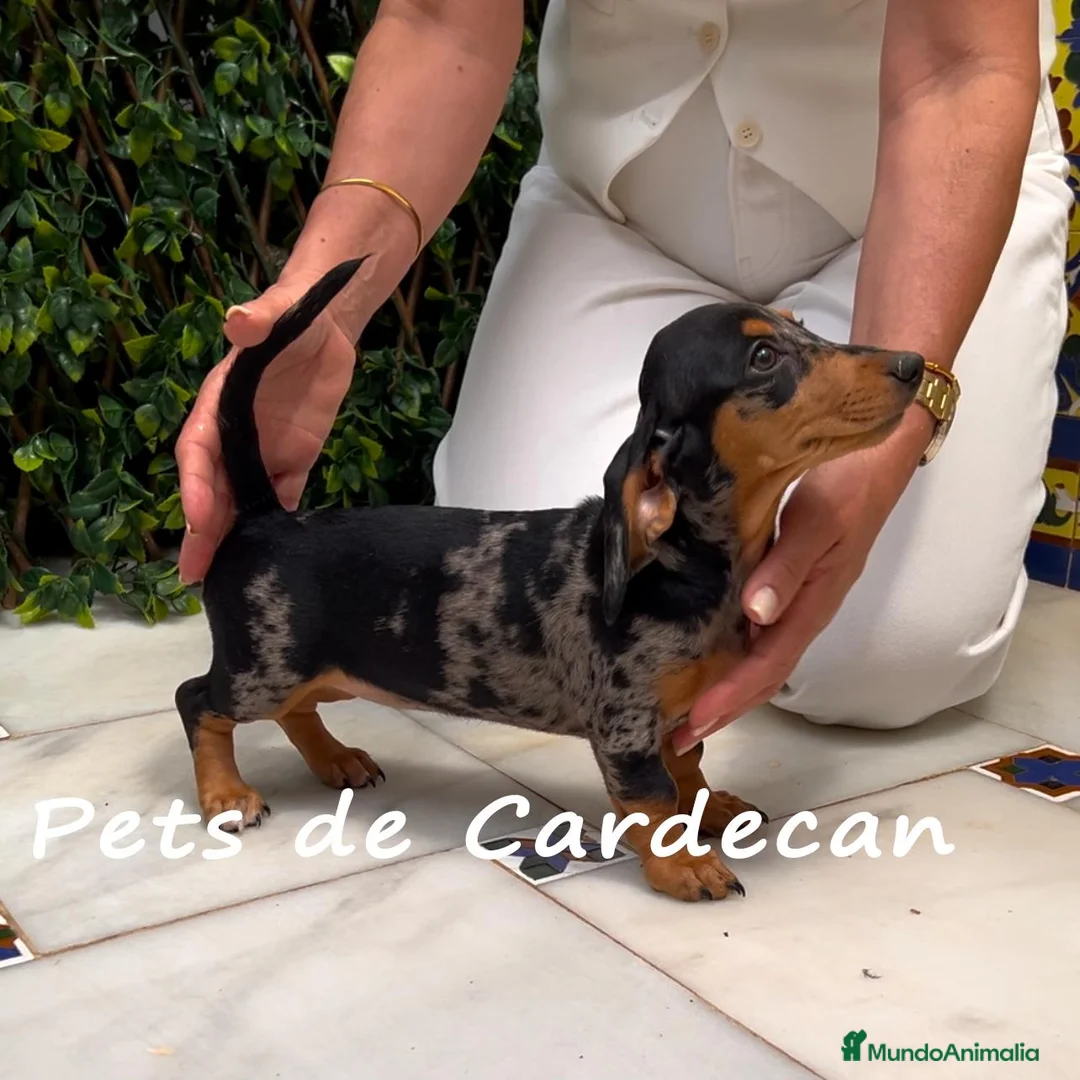 Teckel perros en venta: TECKEL HEMBRA ARLEQUÍN - Anuncio 1