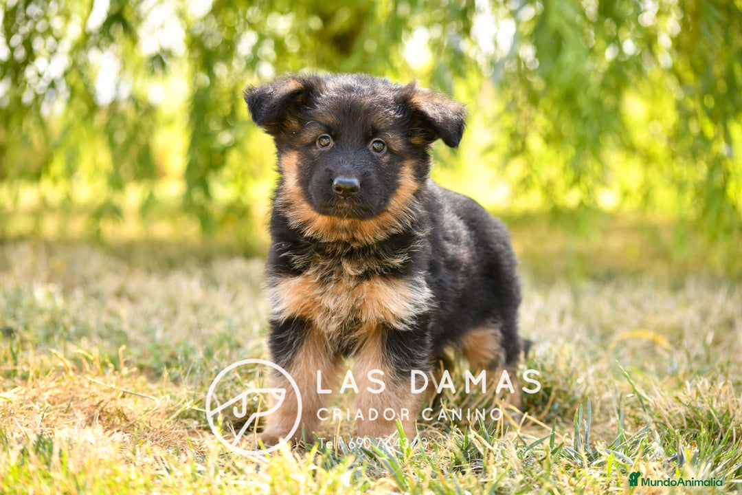 Pastor Alemán perros en venta: Hembras de pastor alemán  - Imagen 3