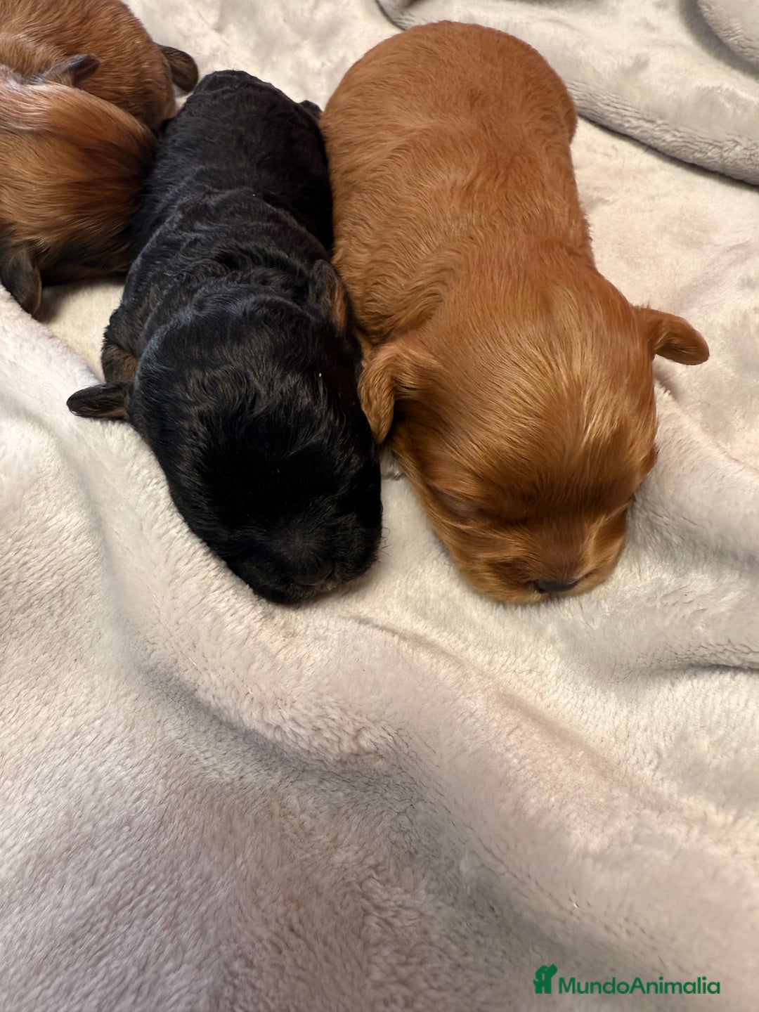 Shihpoo perros en venta: Preciosos ShihPoos de varios colores - Imagen 2