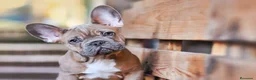 Bulldog Francés perros en venta: BULLDOG FRANCES - MADRID - ENTREGA  - Anuncio 5