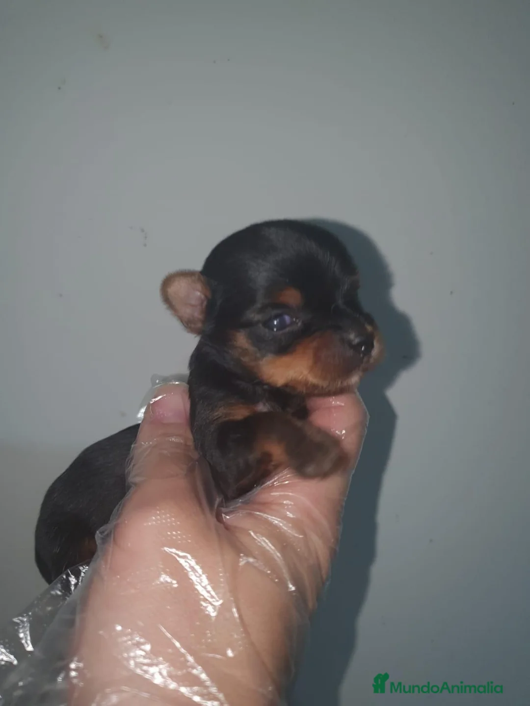 Yorkshire Terrier perros en venta: YORSHIRE DEL VALLE - Anuncio 2