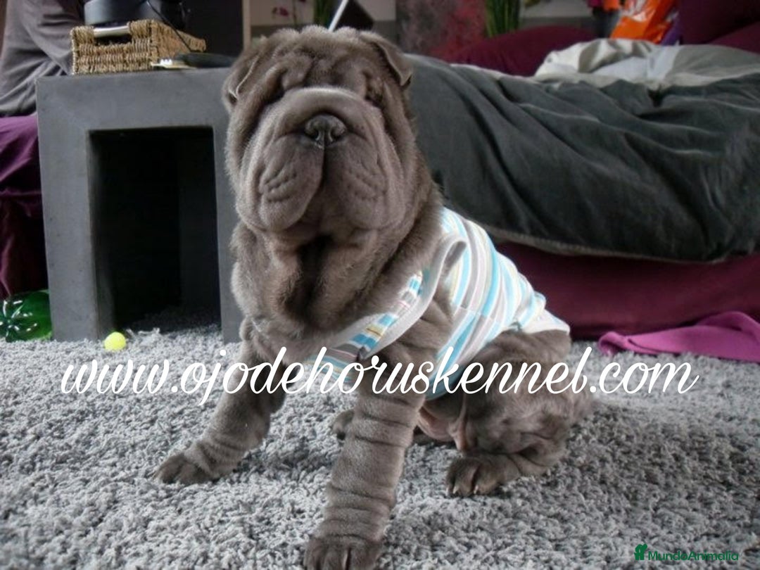 Shar Pei perros en venta: Preciosa camada de minipeis - Imagen 1