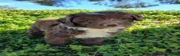 Perro de Agua Español perros en venta: 🐾 CACHORROS DE PERRO DE AGUA ESPAÑOL 🐾 - Anuncio 5
