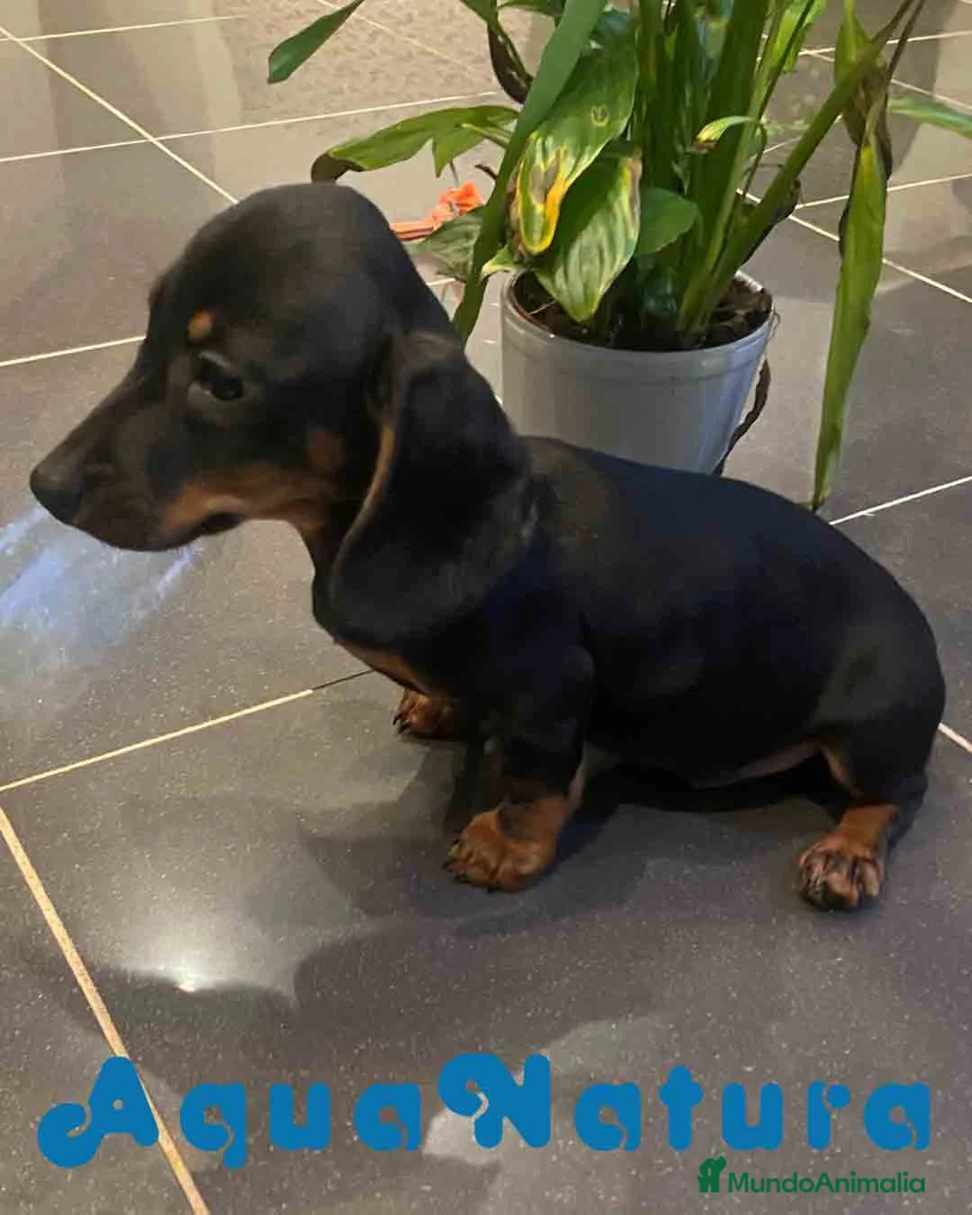 Teckel Miniatura perros en venta: Teckel Macho de Tria y Luisiño 2023 AQUANATURA - Anuncio 6