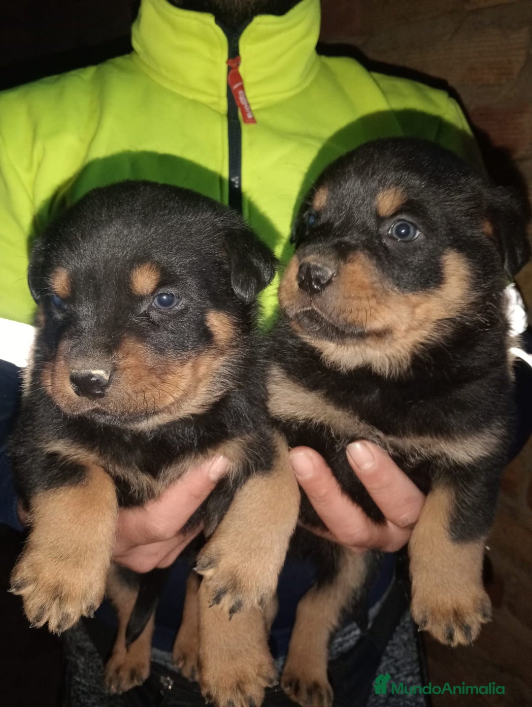 Rottweiler perros en venta: Rottweiler  - Anuncio 3