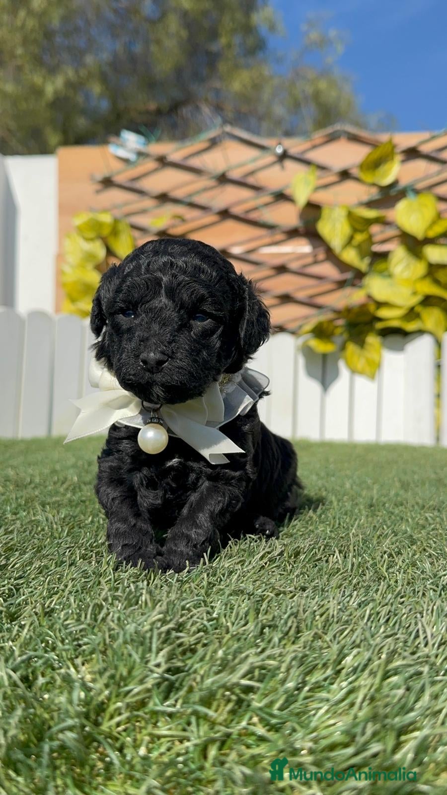 Caniche Toy perros CANICHE TOY  - Anuncio 1