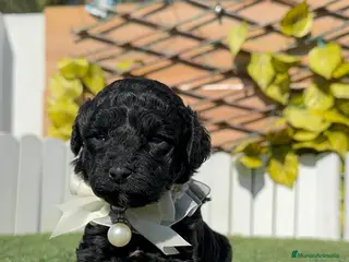 Caniche Toy perros CANICHE TOY - Anuncio 1