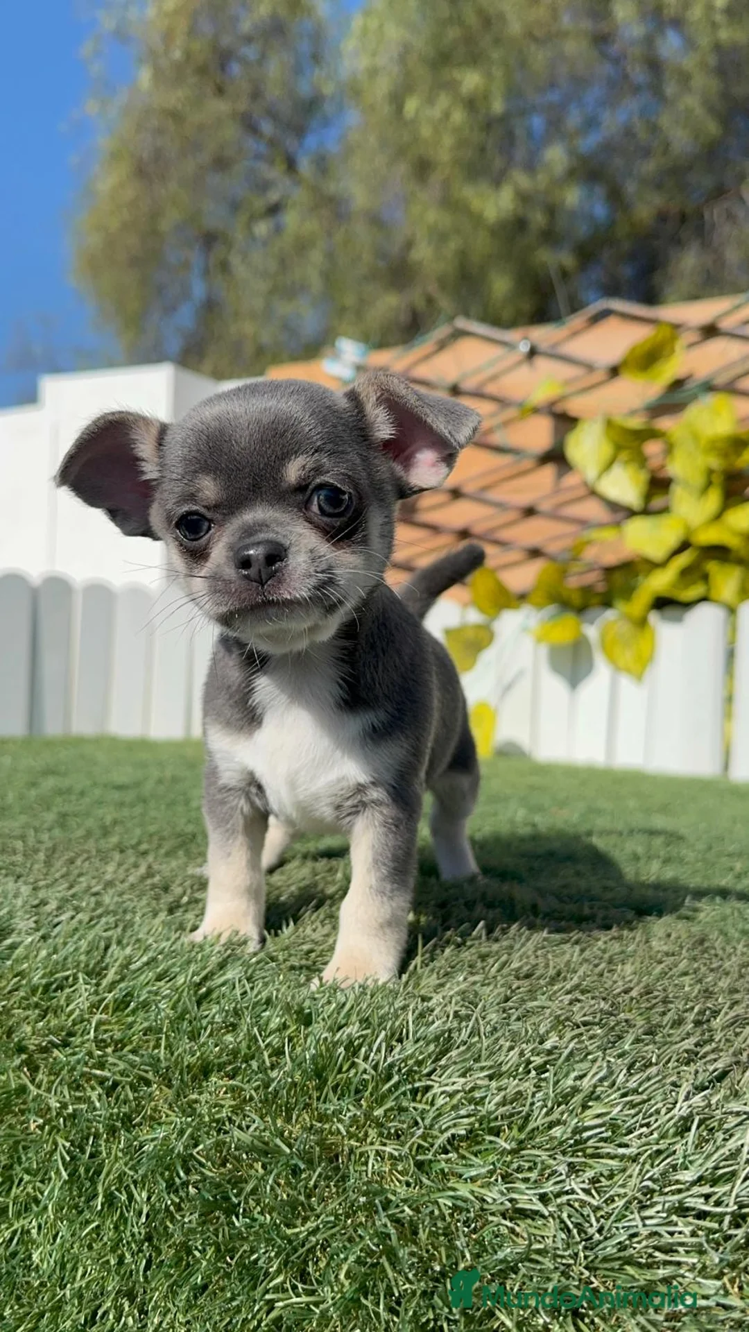 Chihuahua perros en venta: CHIHUAHUA BLUE - Anuncio 2