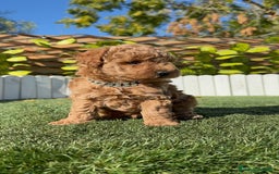 Caniche Toy perros en venta: CANICHE TOY MACHO - Anuncio 13