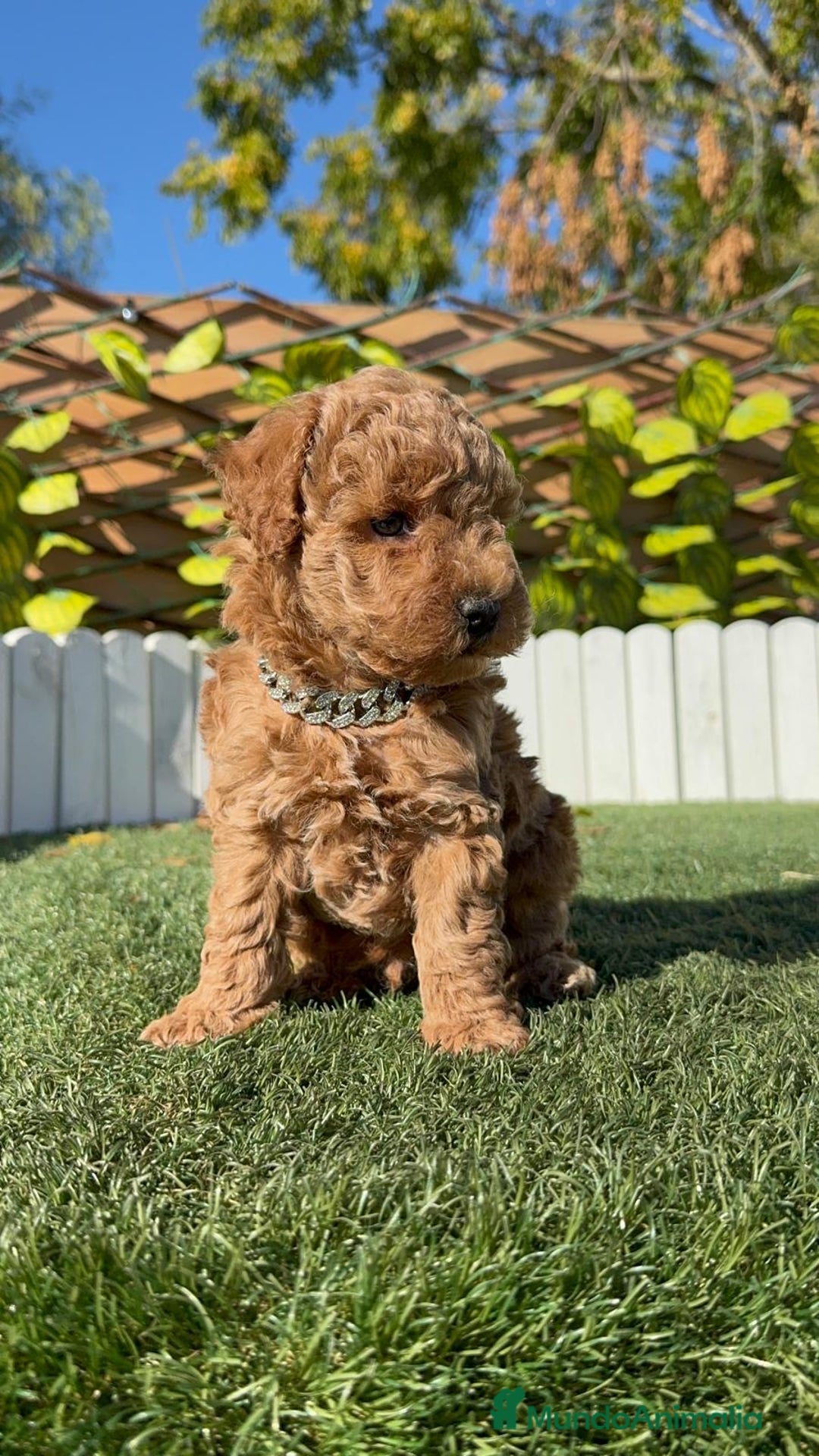 Caniche Toy perros en venta: CANICHE TOY MACHO - Anuncio 13