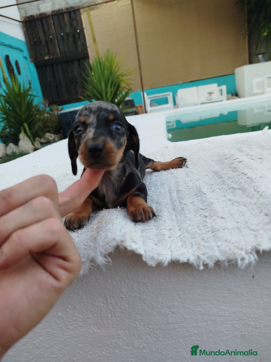 Teckel Miniatura perros en venta: Teckels miniatura  - Anuncio 5