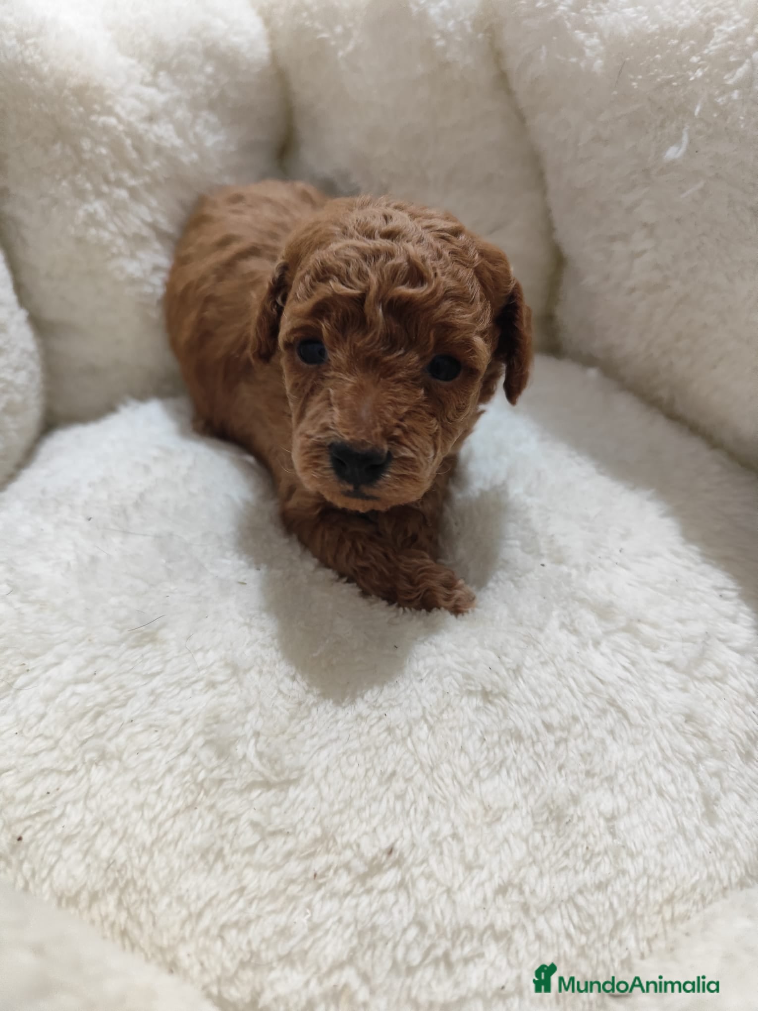 Caniche Toy perros en venta: Caniche toy  - Anuncio 7