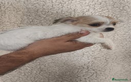 Raza Mixta perros en venta: Maltichi hembra y macho  - Imagen 2