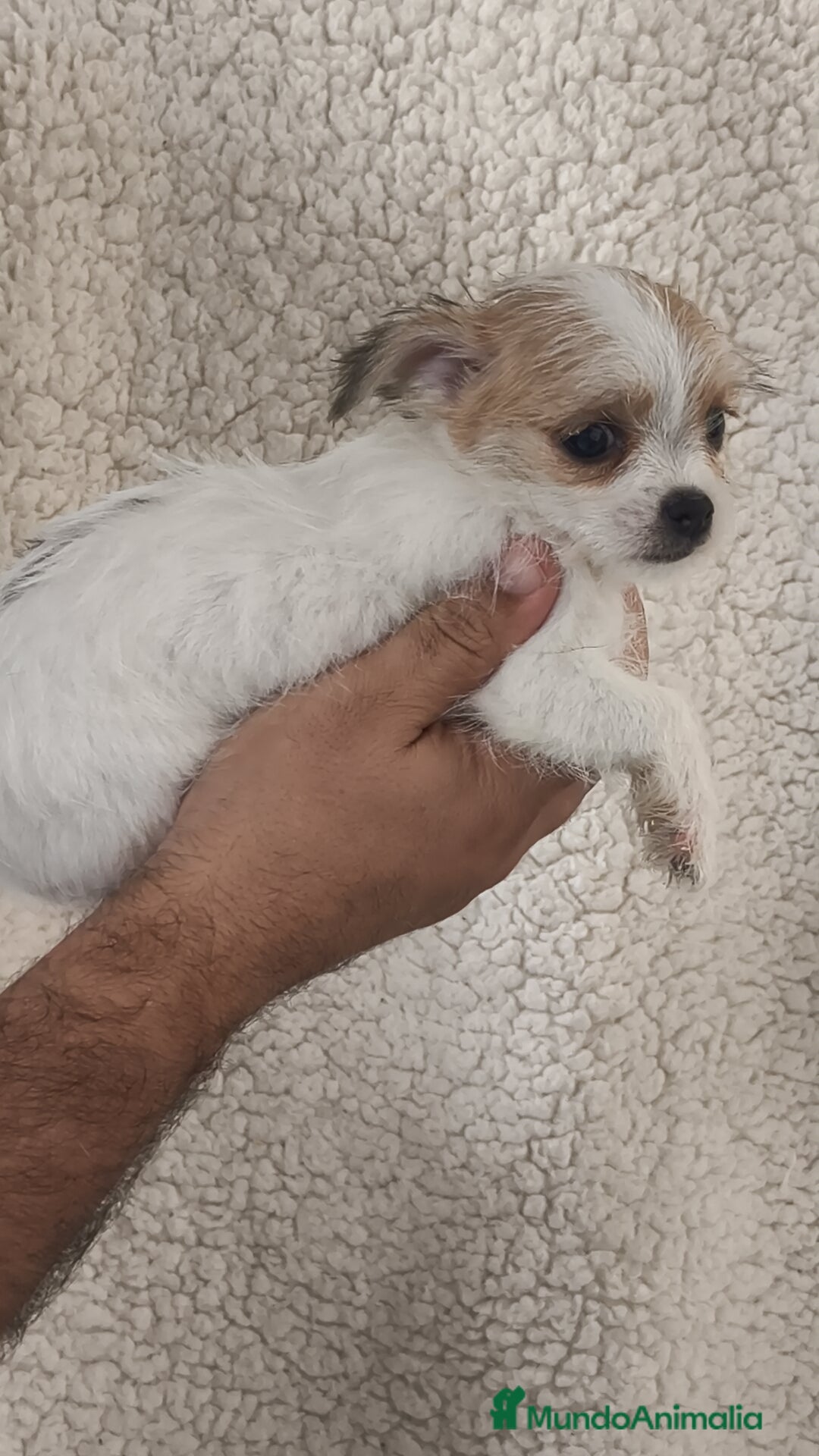 Raza Mixta perros en venta: Maltichi hembra y macho  - Imagen 2