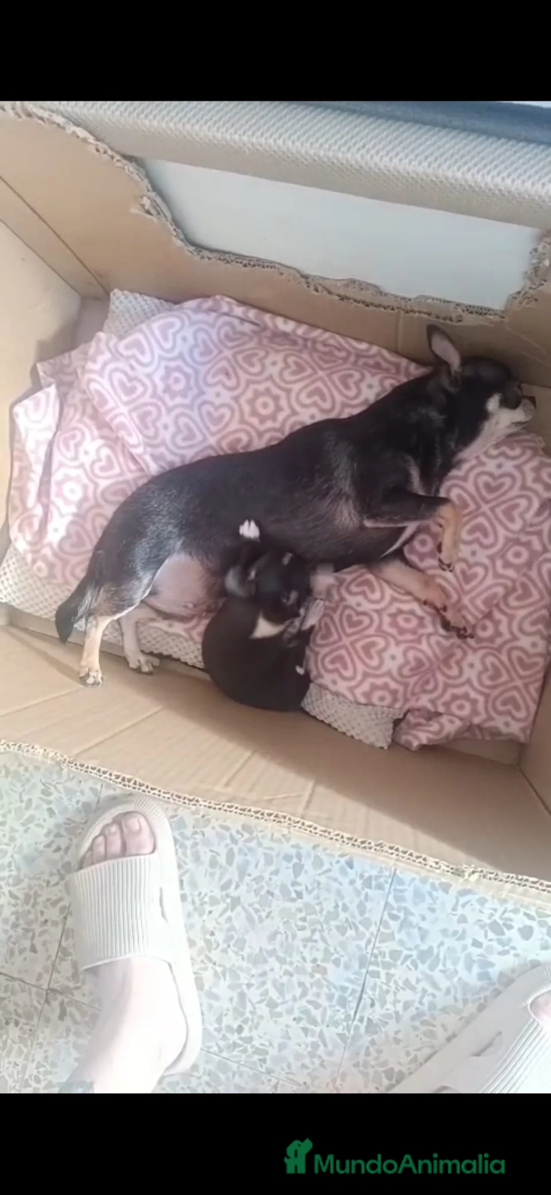 Chihuahua perros en venta: Chihuahua toy - Anuncio 7