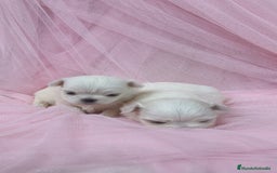 Bichón Maltés perros en venta: Bichón maltes ♂️♀️ - Imagen 8