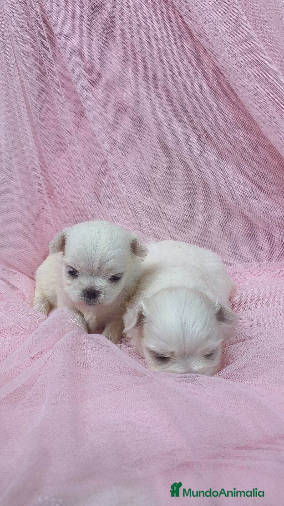 Bichón Maltés perros en venta: Bichón maltes ♂️♀️ - Imagen 8
