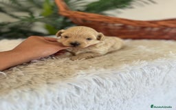 Maltipoo perros en venta: MALTIPOO MACHO - Imagen 34