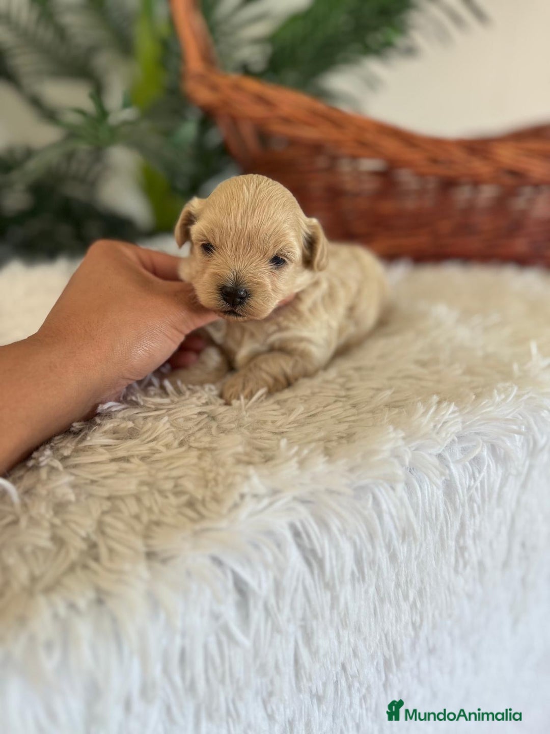 Maltipoo perros en venta: MALTIPOO MACHO - Imagen 34