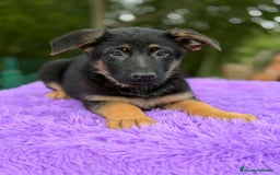 Pastor Alemán perros en venta: Pastor alemán  - Anuncio 5