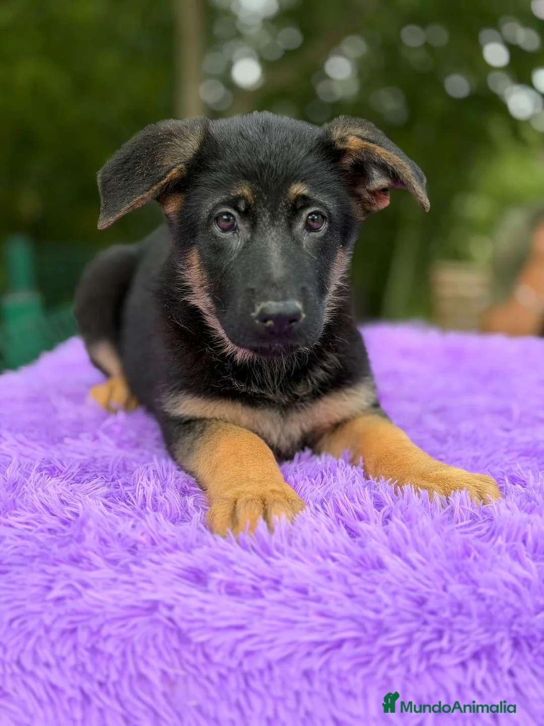 Pastor Alemán perros en venta: Pastor alemán  - Anuncio 5