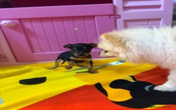 Ratón de Praga perros en venta: Ratón de Praga  - Imagen 5