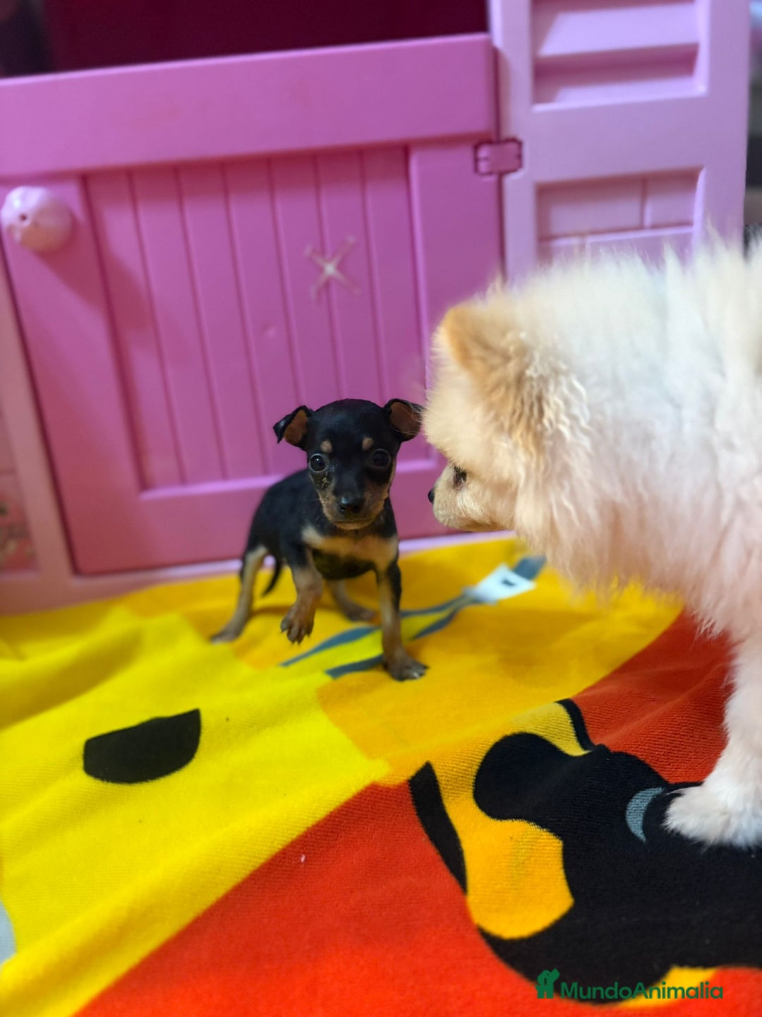 Ratón de Praga perros en venta: Ratón de Praga  - Imagen 5