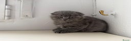 Scottish Fold gatos en venta: Scottish fold - Anuncio 2