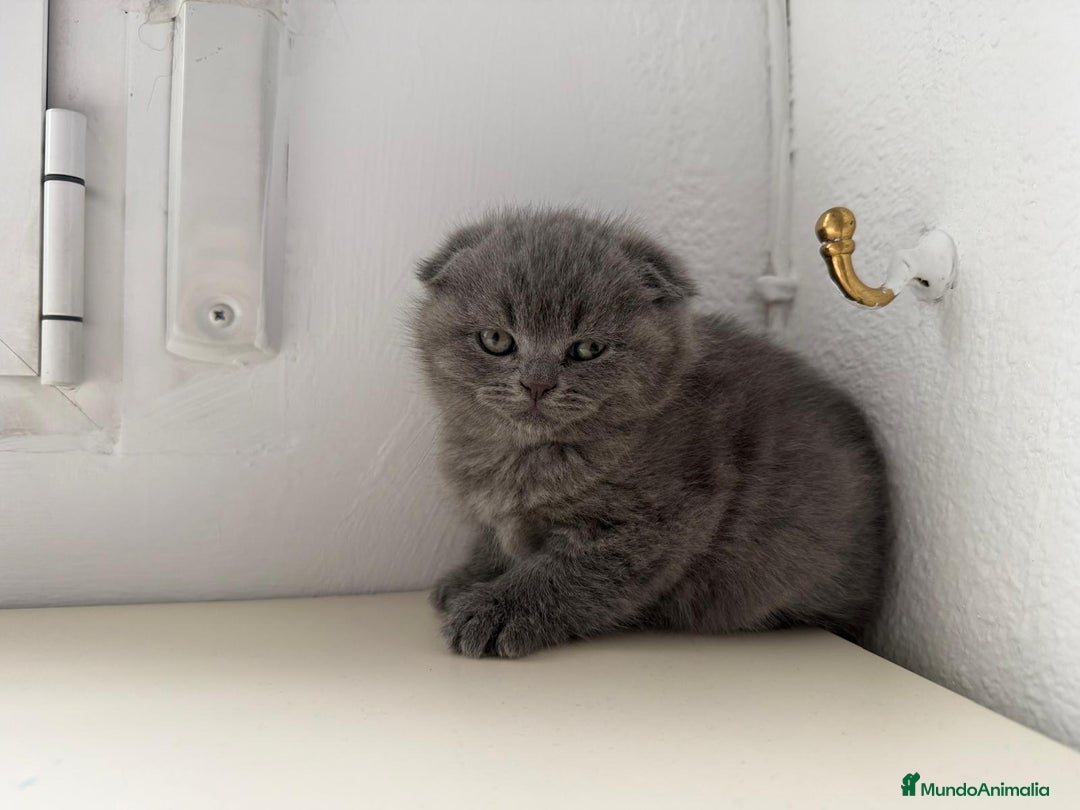 Scottish Fold gatos en venta: Scottish fold - Anuncio 2