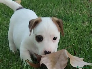 Jack Russell Terrier perros JACK RUSSELL LLAMA YA - Anuncio 10